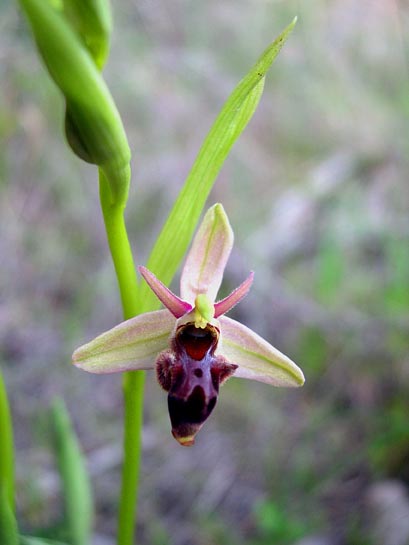 Ophrys scolopax.jpg